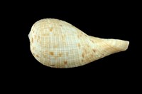 藏品(小枇杷螺)的圖片